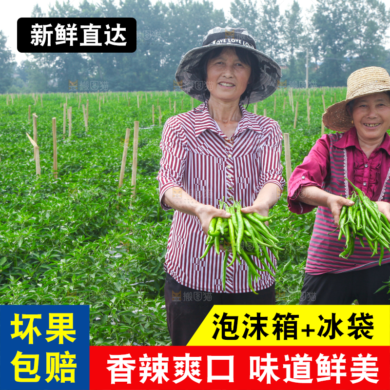 手里拿着现摘线椒
