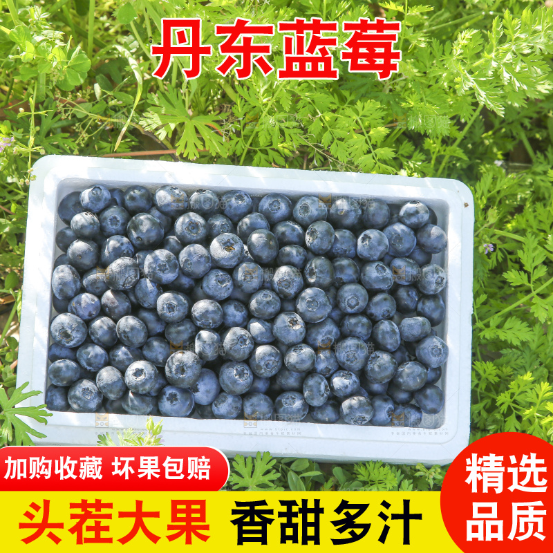手里拿着蓝莓鲜果