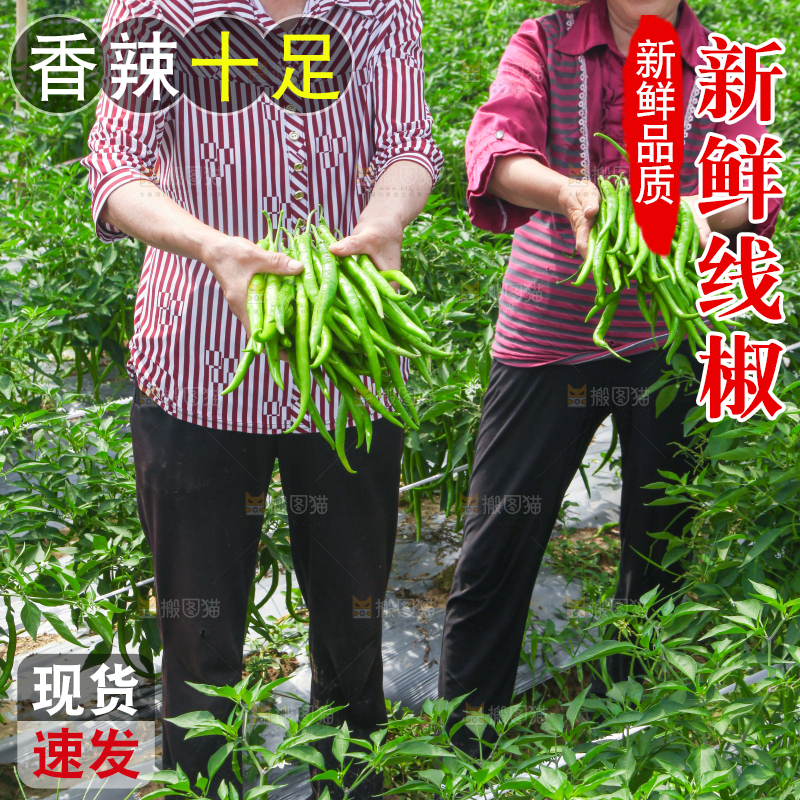 手里拿着现摘线椒