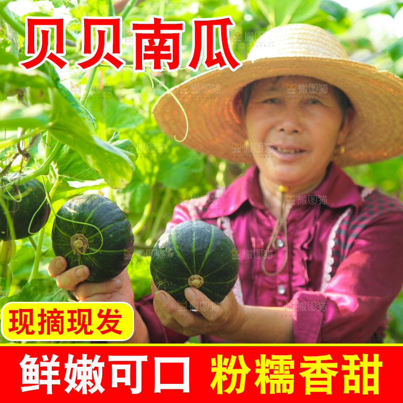手里拿着贝贝南瓜