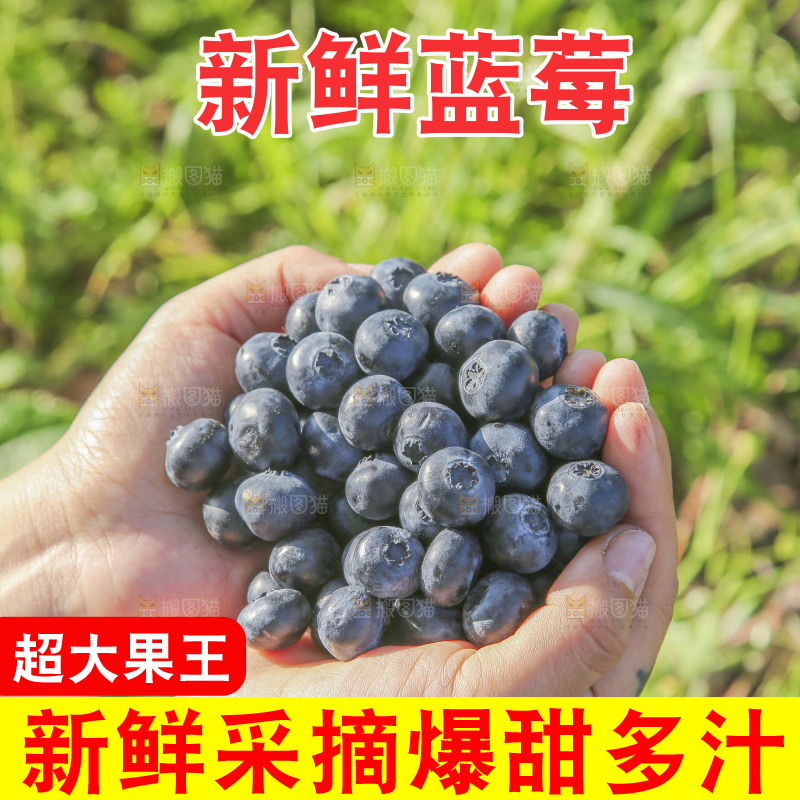 手里拿着蓝莓鲜果
