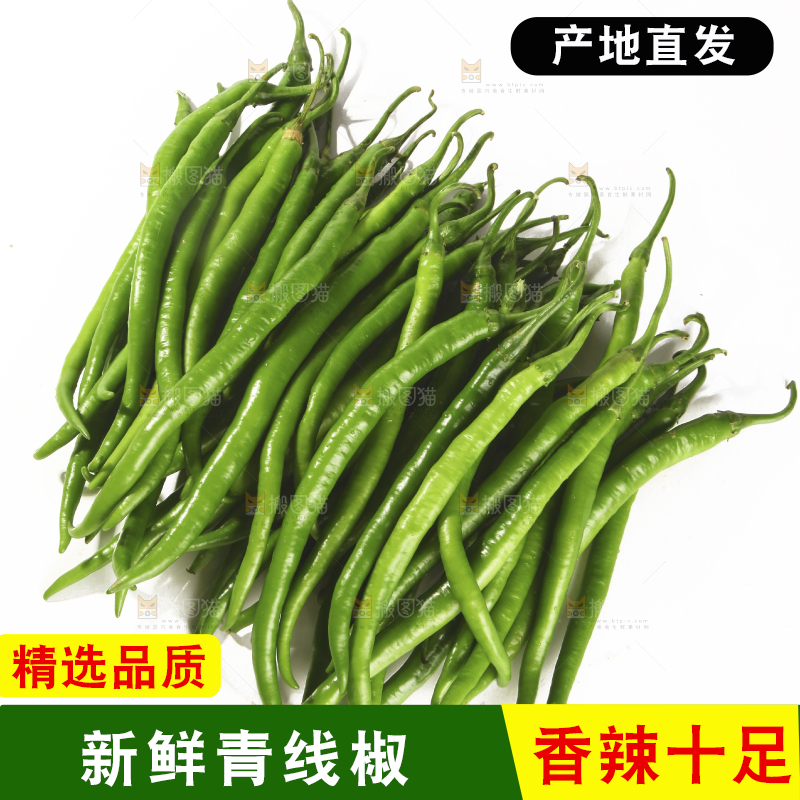 白底上的新鲜线椒