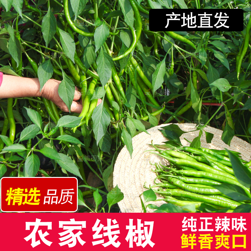 手里拿着现摘线椒
