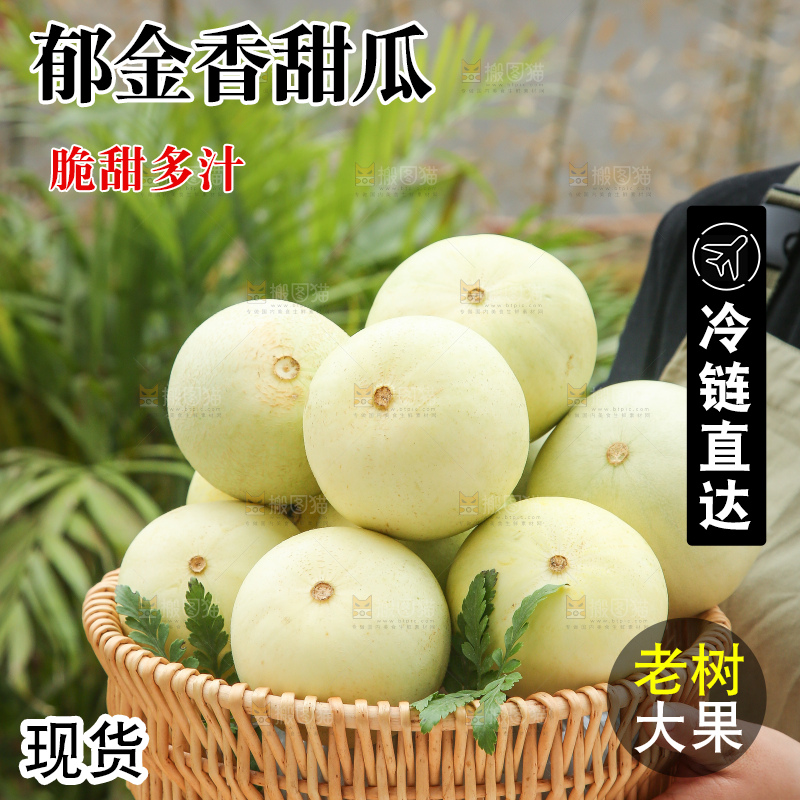 手里拿着郁金香甜瓜
