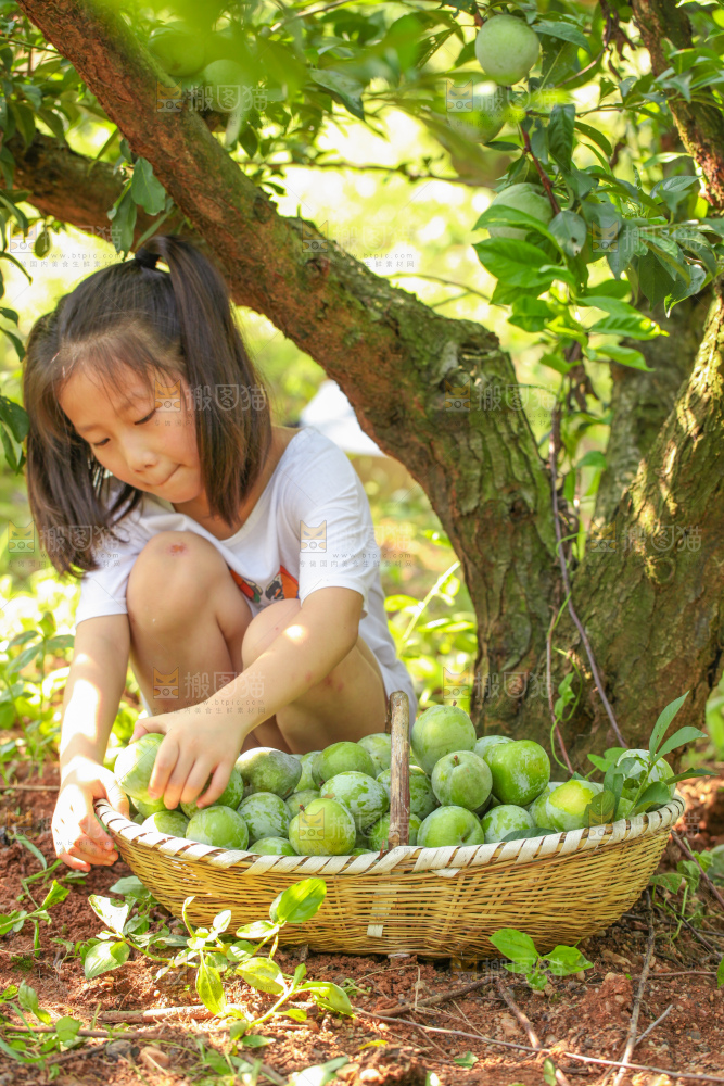 堆放着新鲜奈李