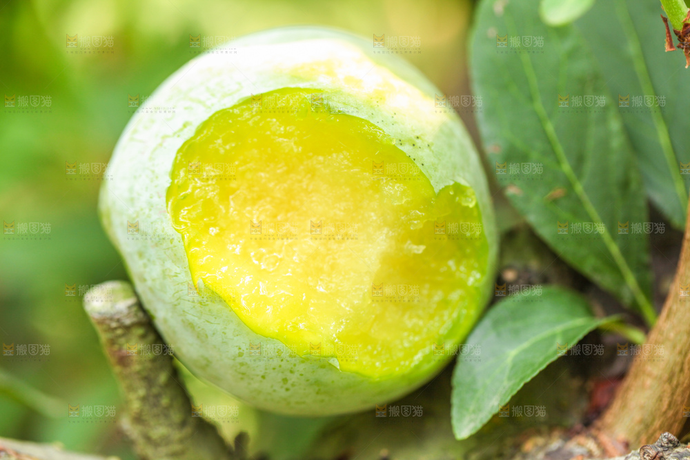树上的新鲜奈李