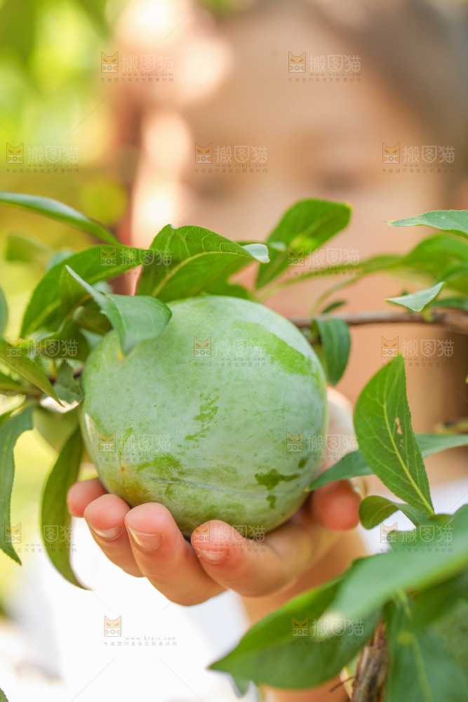 树上的新鲜奈李