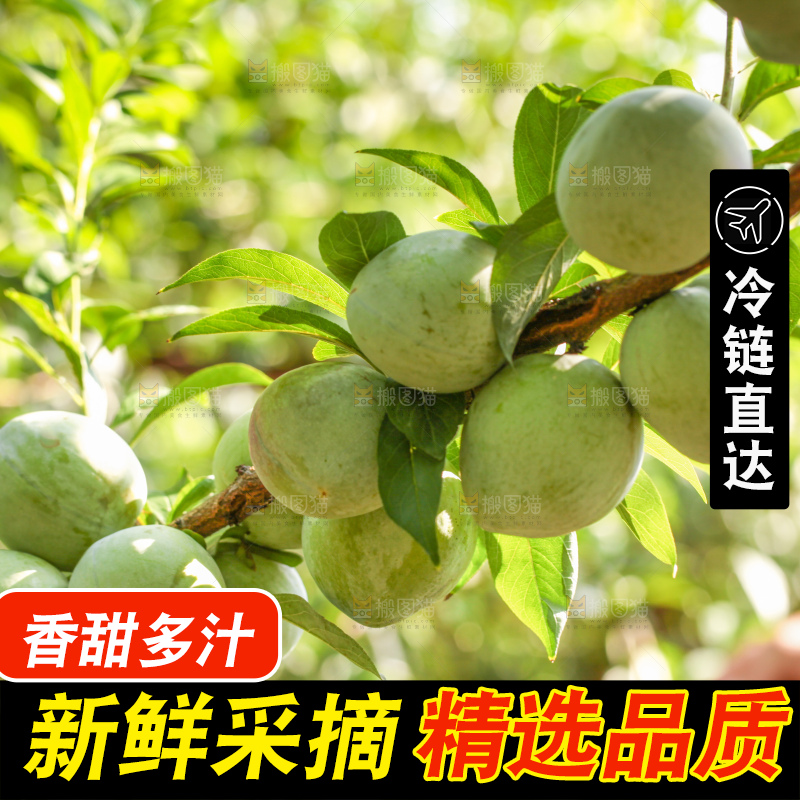 树上的新鲜奈李