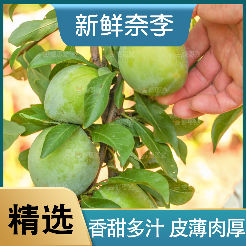 树上的新鲜奈李