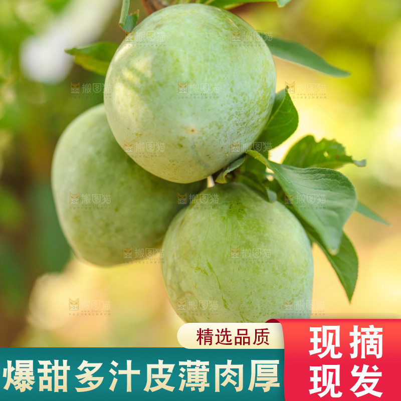 树上的新鲜奈李