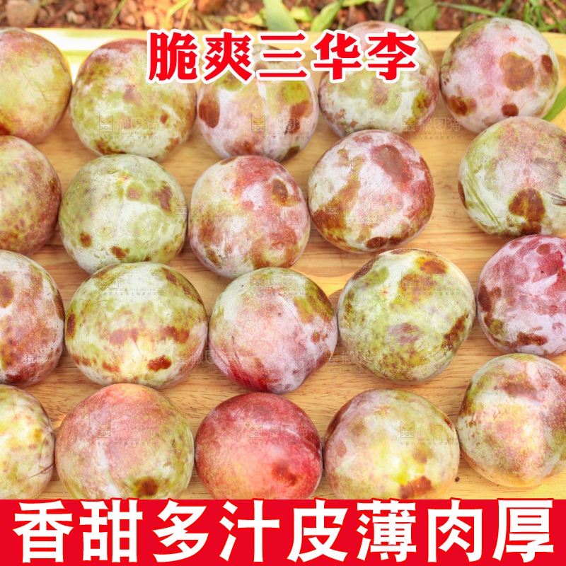 地上放着现摘三华李