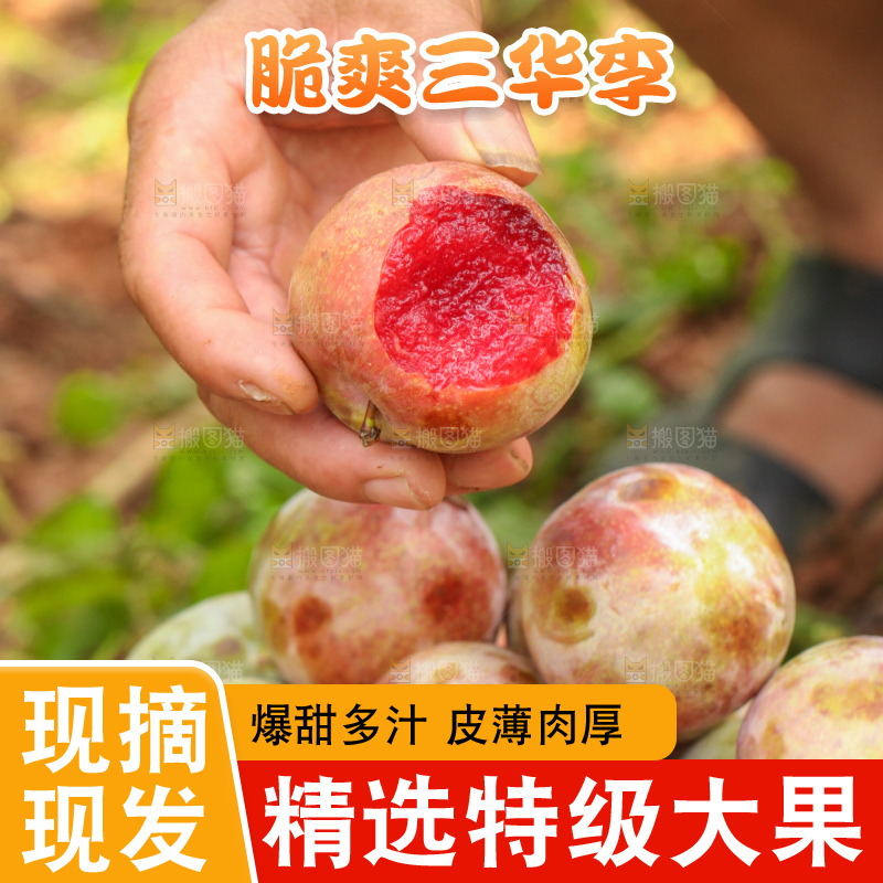 地上放着现摘三华李