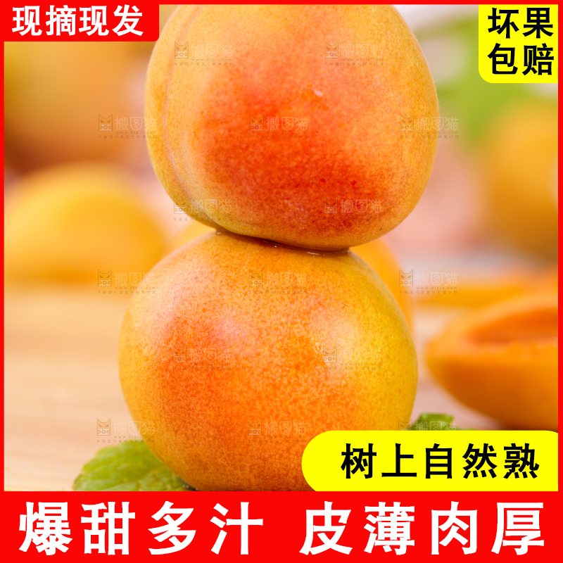 浅底上的小红杏