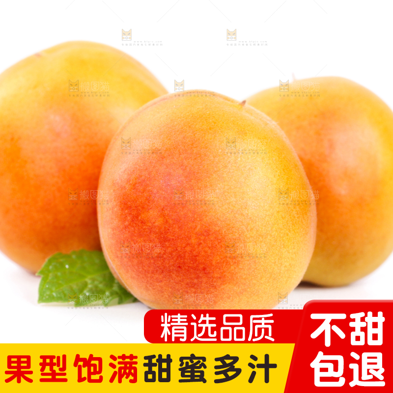 白底上的小红杏