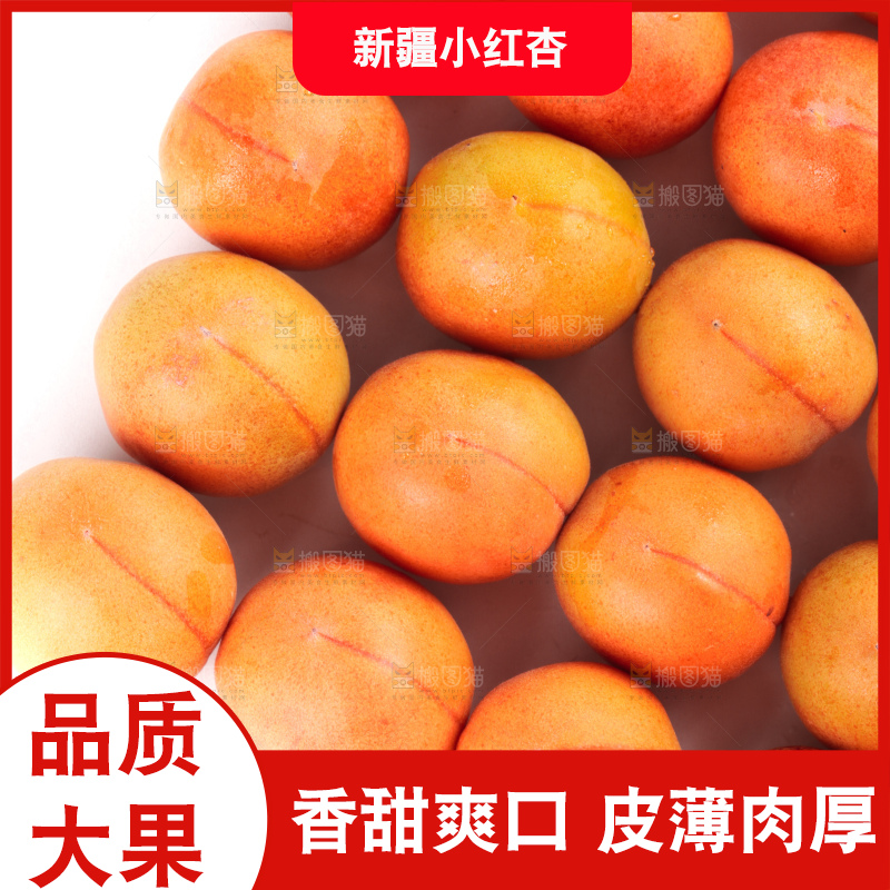 白底上的新疆小红杏