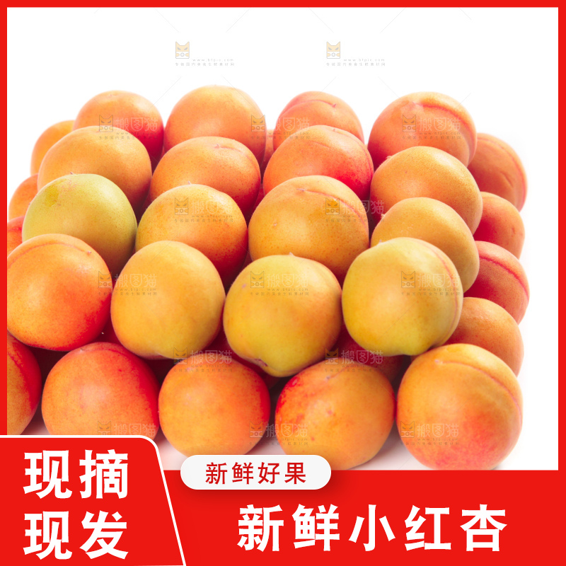 白底上的新疆小红杏