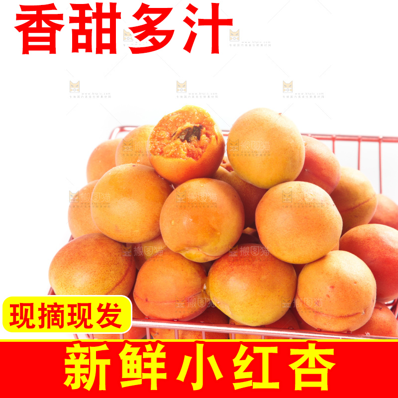白底上的新疆小红杏