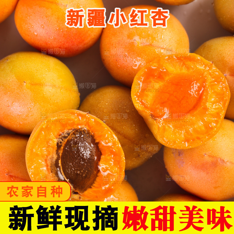 白底上的新疆小红杏