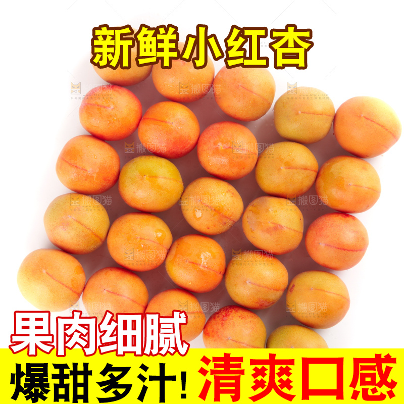白底上的新疆小红杏