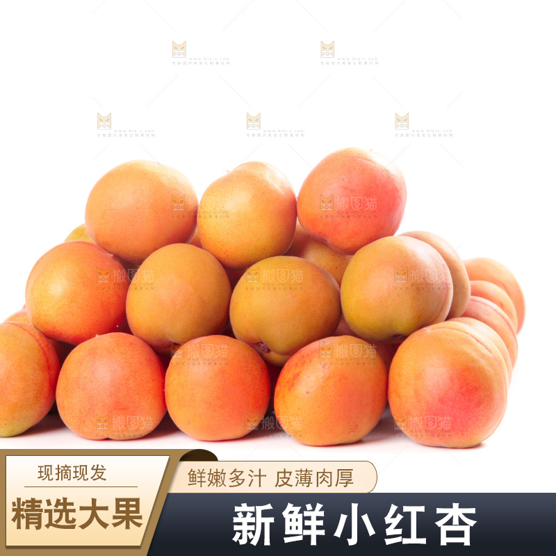 白底上的新疆小红杏