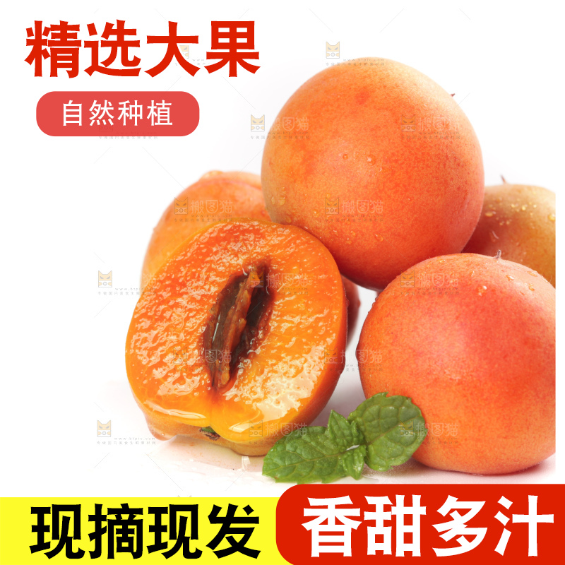 白底上的新疆小红杏