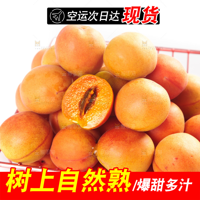 白底上的新疆小红杏