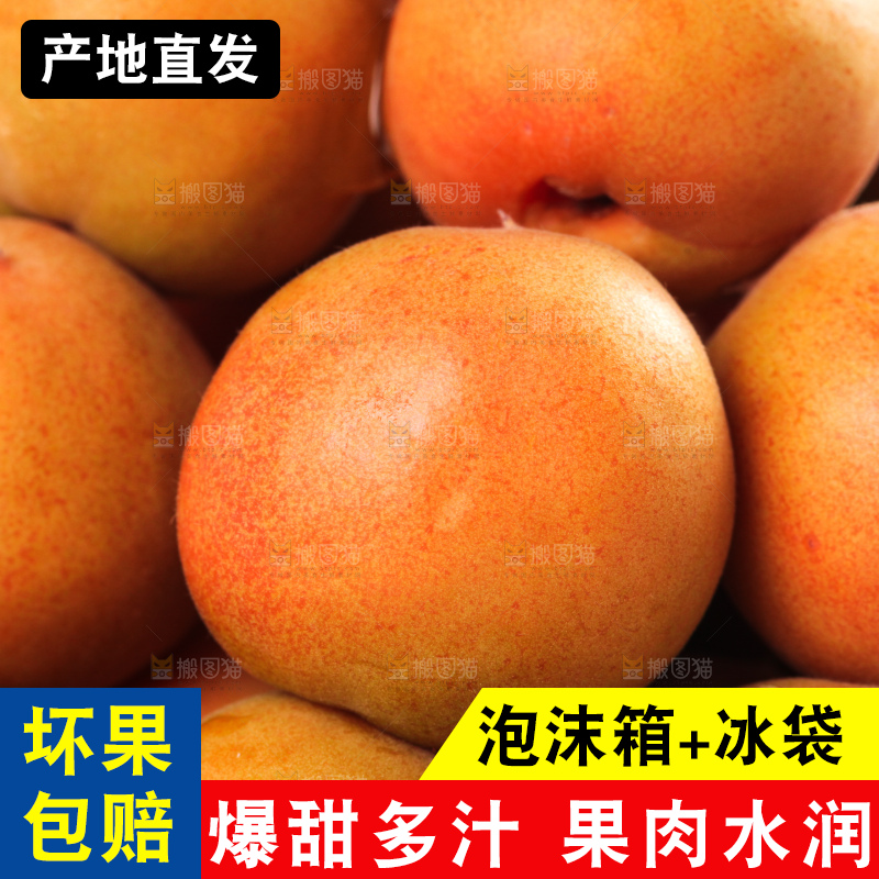 白底上的新疆小红杏