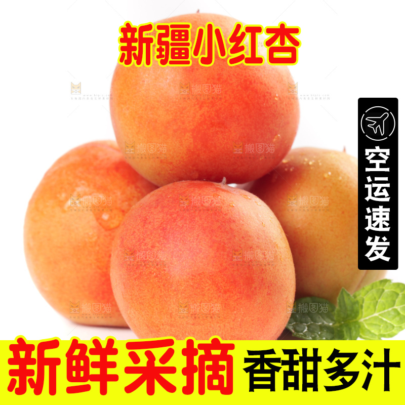 白底上的新疆小红杏