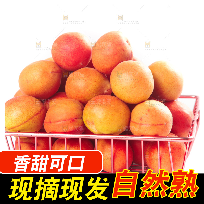 白底上的新疆小红杏