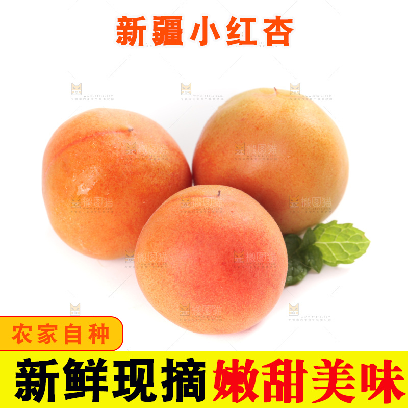 白底上的新疆小红杏