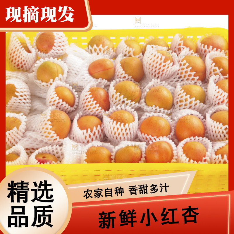 白底上的新疆小红杏