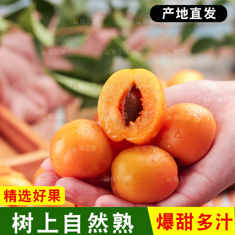 木底上的小红杏
