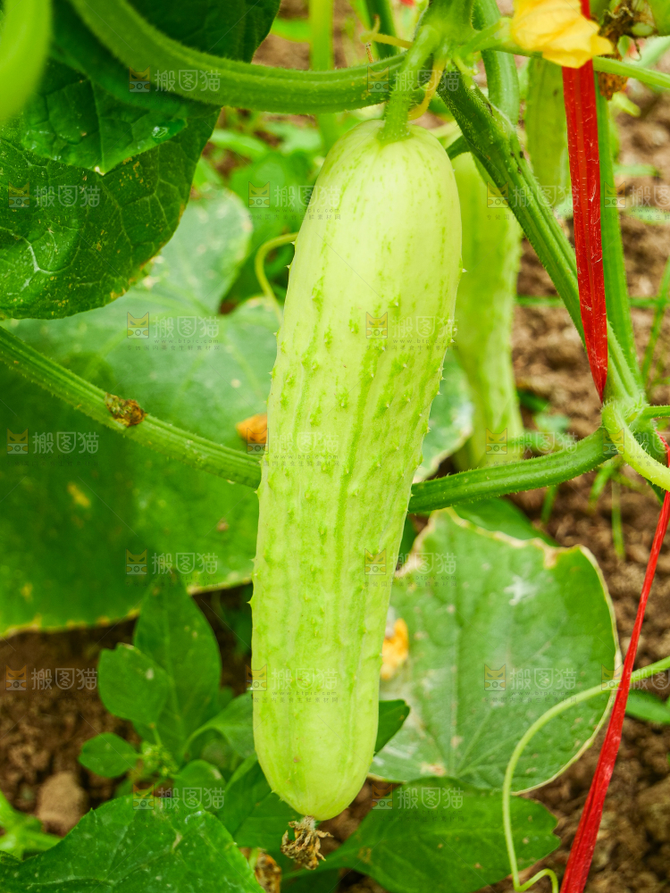 藤上的白玉黄瓜