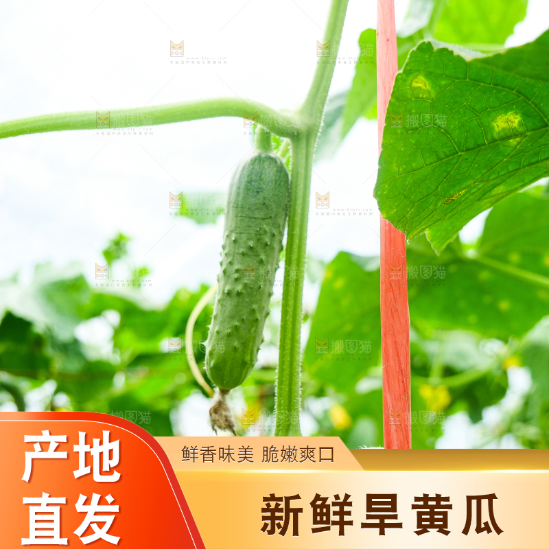 藤上的新鲜黄瓜