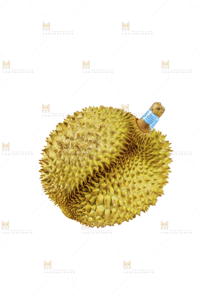 白底上的金枕榴莲