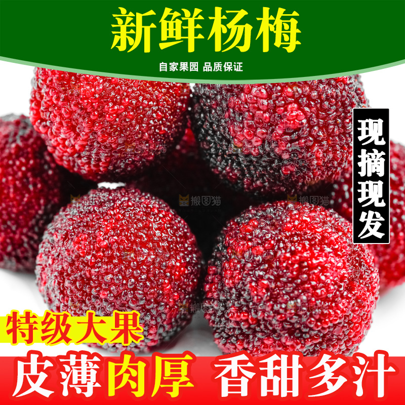 白底上的仙居杨梅