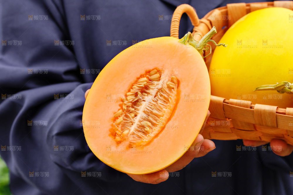 手里拿着的黄河蜜瓜