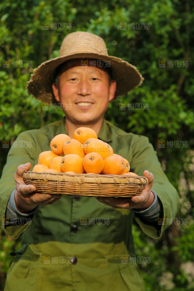 手里拿着米易枇杷