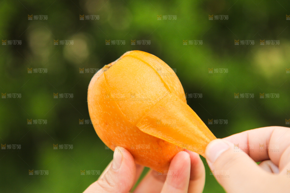 手里拿着米易枇杷