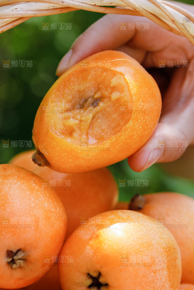 手里拿着米易枇杷