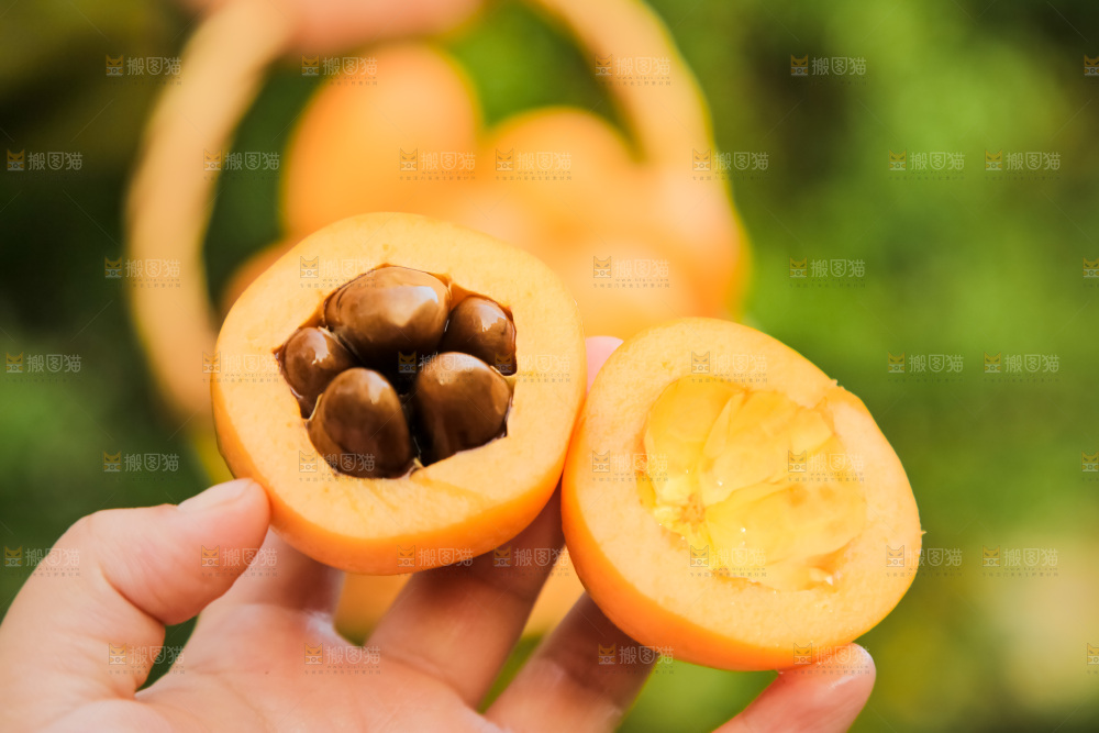 米易枇杷