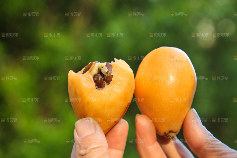 手里拿着米易枇杷