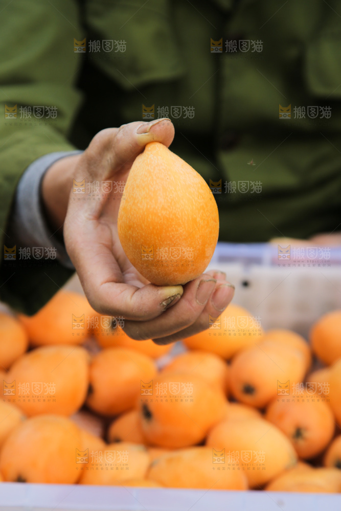 手里拿着米易枇杷