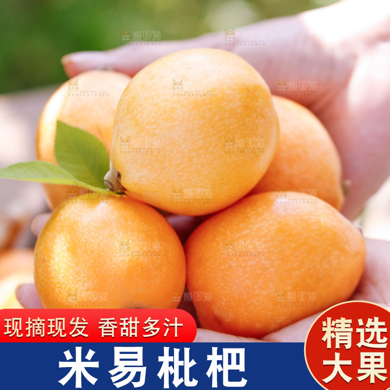 手里拿着米易枇杷