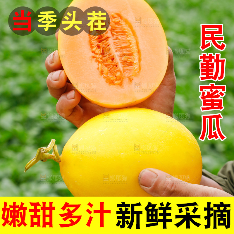 手里拿着的黄河蜜瓜