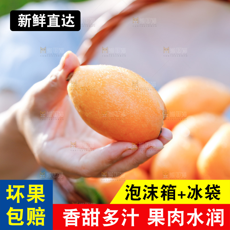 手里拿着米易枇杷