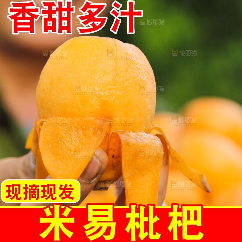 手里拿着米易枇杷