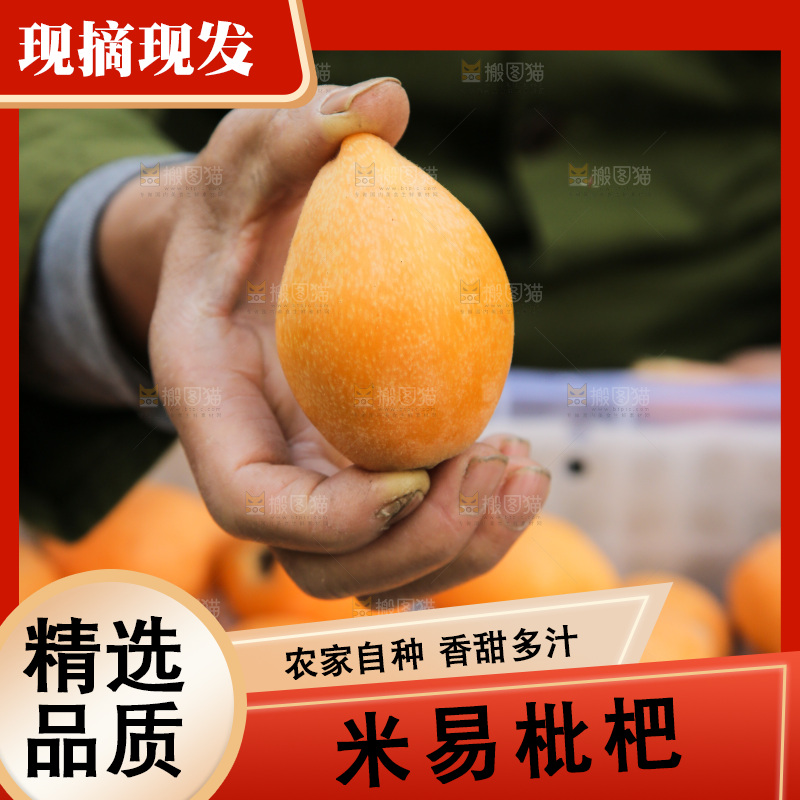 手里拿着米易枇杷