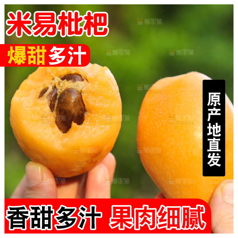 手里拿着米易枇杷