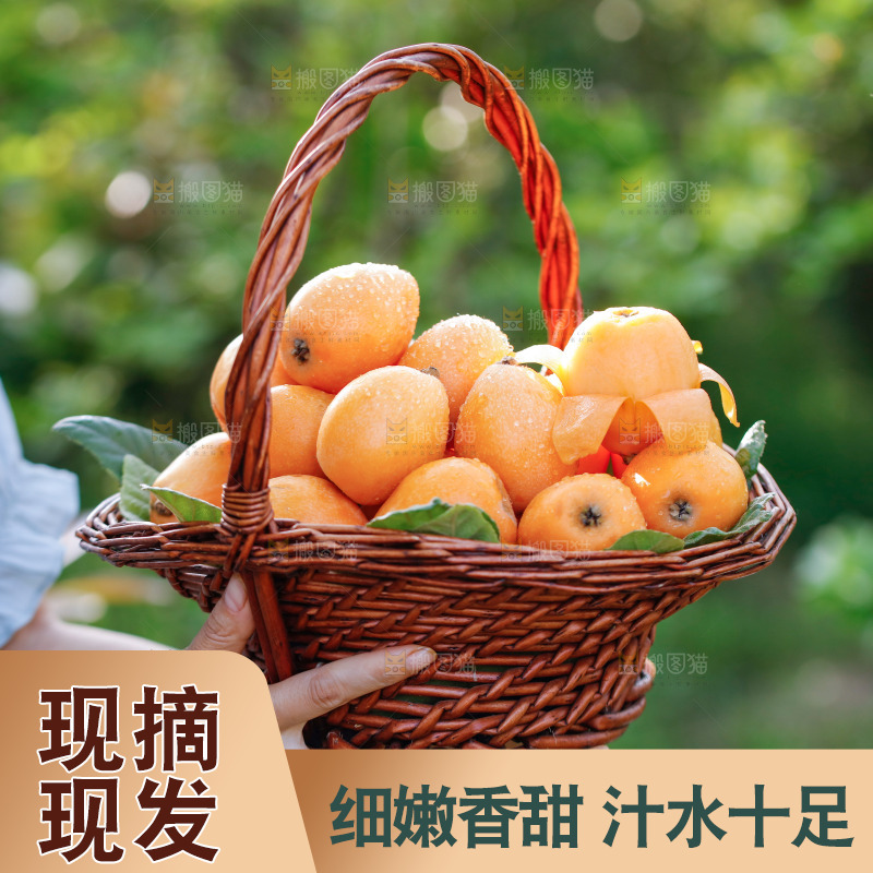 手里拿着米易枇杷